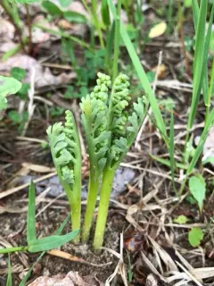 prairie moonwort thumbnail 1