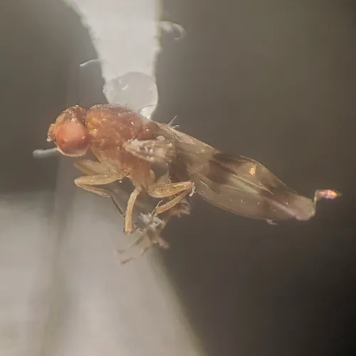 Chymomyza amoena