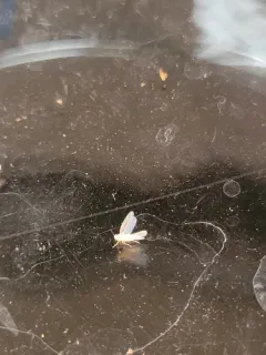Blackberry Leafhopper thumbnail 2