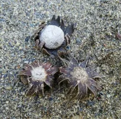 Hygroscopic Earthstar thumbnail 2