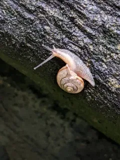 Asian Tramp Snail thumbnail 1