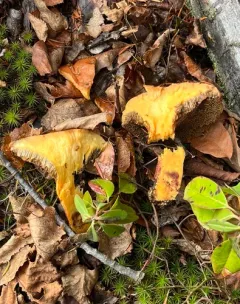 Boreal Bolete thumbnail 3