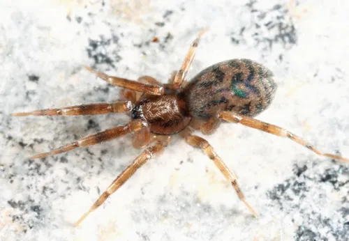Phrurotimpus alarius
