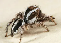 Habronattus agilis thumbnail 2