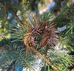Douglas Fir Adelgid thumbnail 2
