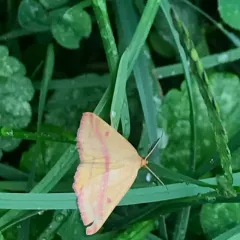 Chickweed Geometer Moth thumbnail 4