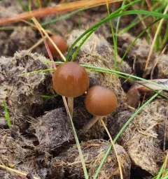 dung-loving Deconica thumbnail 3