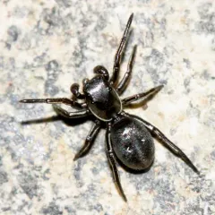 Tutelina formicaria thumbnail 2