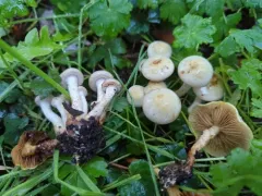 sticky scalycap thumbnail 3