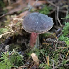 Deep purple bolete thumbnail 3