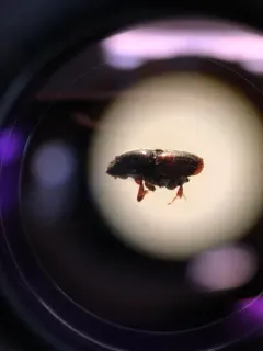 Banded Elm Bark Beetle thumbnail 2