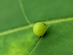 Hickory Sticky Ginger Jar Gall Midge thumbnail 3
