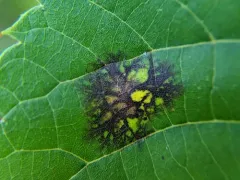 Linden Leaf Blotch thumbnail 4