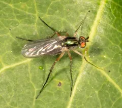 Dolichopus nigricornis thumbnail 3
