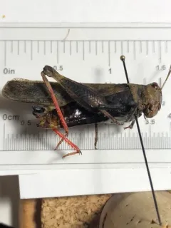 Ledge Grasshopper thumbnail 1
