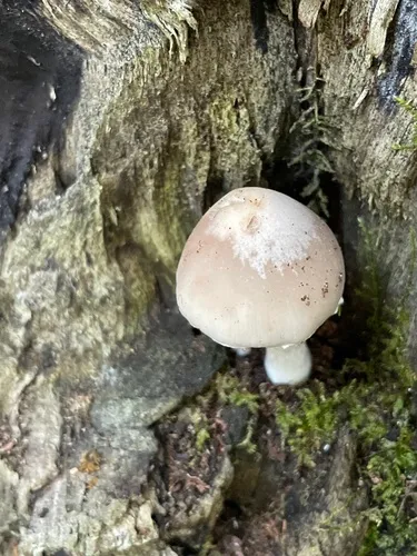 Psathyrella huronensis