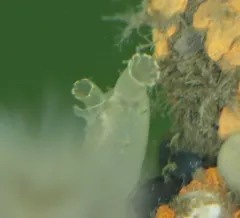 Pacific transparent sea squirt thumbnail 4