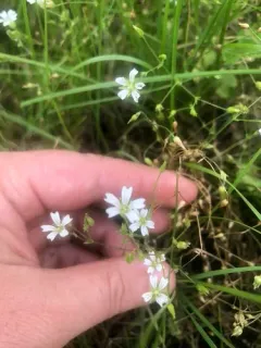 Pitcher's Stitchwort thumbnail 2