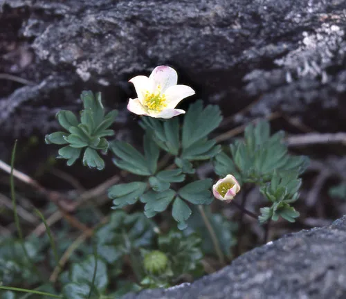 Haida Gwaii false rue anemone