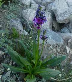 Parry's primrose thumbnail 2