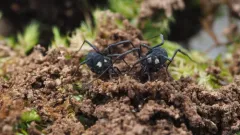 Nemastoma lugubre thumbnail 3