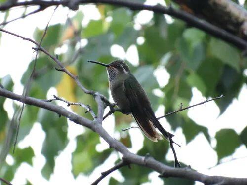 Amethyst-throated Mountain-gem
