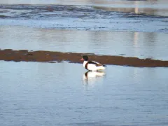 Common Shelduck thumbnail 3
