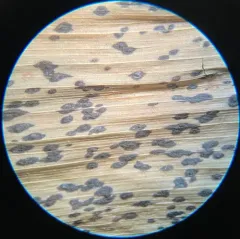Phyllachora maydis thumbnail 3
