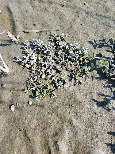 American Waterwort