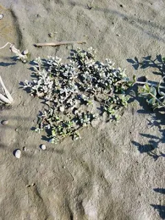 American Waterwort thumbnail 1