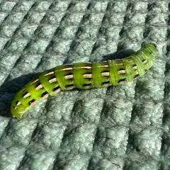 Girdler Moth thumbnail 4