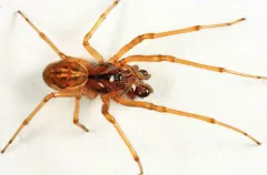 Pachygnatha brevis thumbnail 1