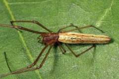 Tetragnatha straminea thumbnail 4