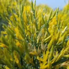 Rubber rabbitbrush