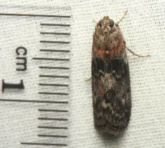 Locust Leafroller Moth thumbnail 3