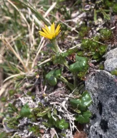 Newcombe's Groundsel thumbnail 4