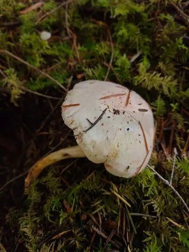 Hygrophorus saxatilis