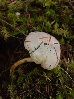 Hygrophorus saxatilis thumbnail 1