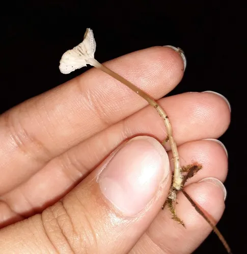 needle bonnet