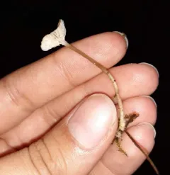 needle bonnet thumbnail 1