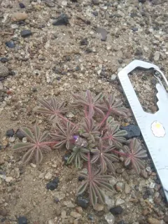 shortstem lupine thumbnail 3