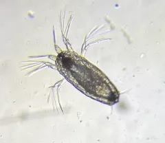 Salmon Louse thumbnail 2