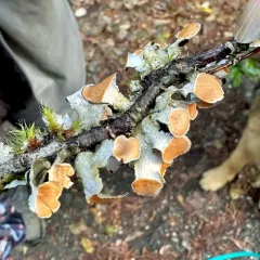 Pimpled Kidney Lichen thumbnail 3