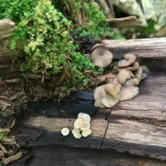 Tatraea macrospora thumbnail 2