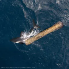 Salmon Shark thumbnail 4