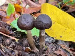 Pluteus primus thumbnail 2