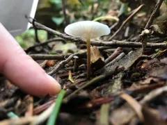 Calhoun's pinwheel thumbnail 2