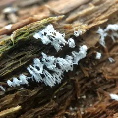 Common Coral Slime thumbnail 4