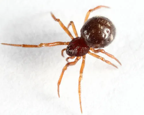 Crustulina altera