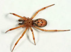 Leaf-backed Long-jawed Cobweaver thumbnail 2
